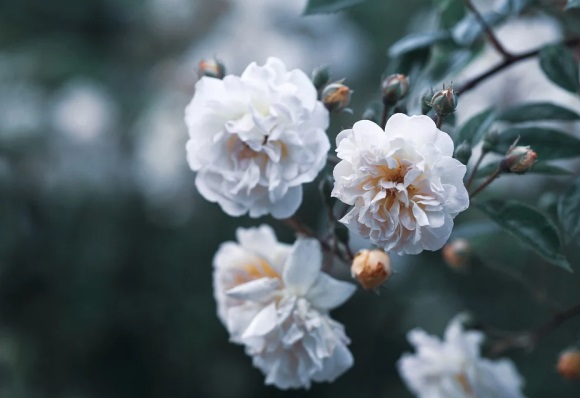 四个字的最好听的微信昵称 四个字好听的微信昵称大全(共757个)