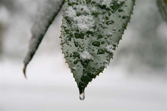 祝福春节拜年祝福语集锦