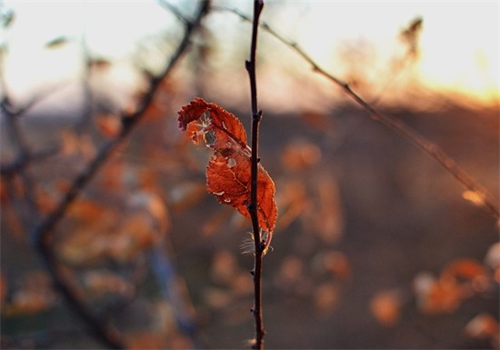 鲜花店名字大全时尚大气750个