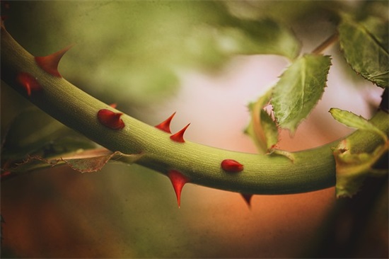 花店名字唯美浪漫取名大全730个