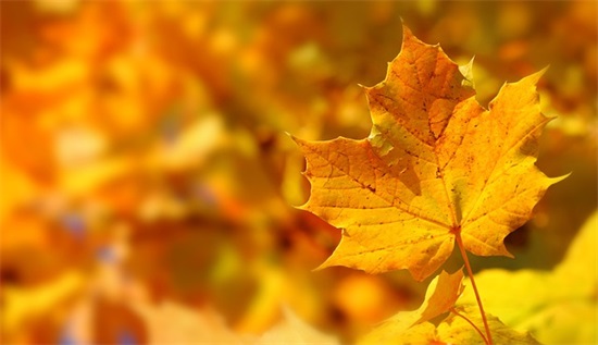 水果店名字 有创意 高端 个性660个