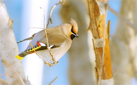 简约好记高级鲜花店名字大全600个