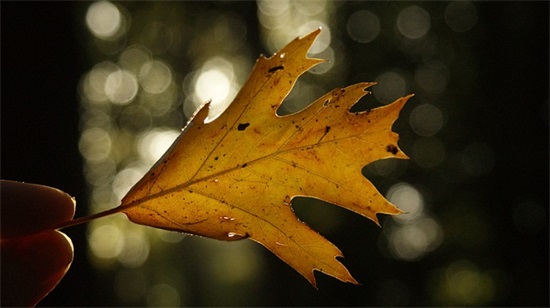 淘宝店铺名字大全免费 网店取名字大全免费查询