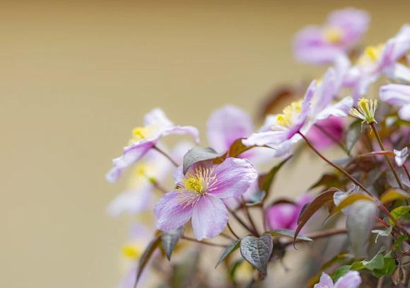 微信名字好听的昵称(656个)