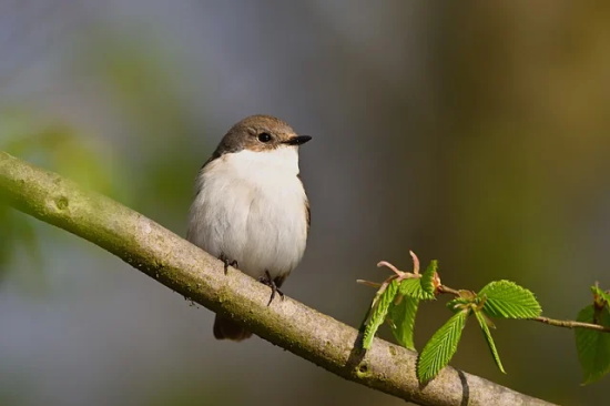 好听有创意的店铺名335个，比较旺的店铺名字