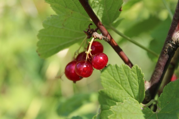 简约又耐听的四字昵称(1367个)