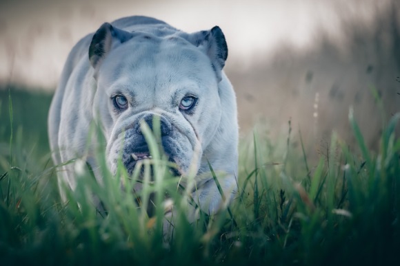 守望先锋文艺的id(精选579个)