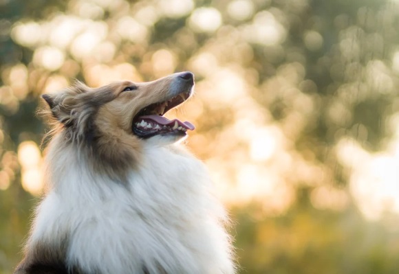 好听的王者情侣游戏id(精选356个)