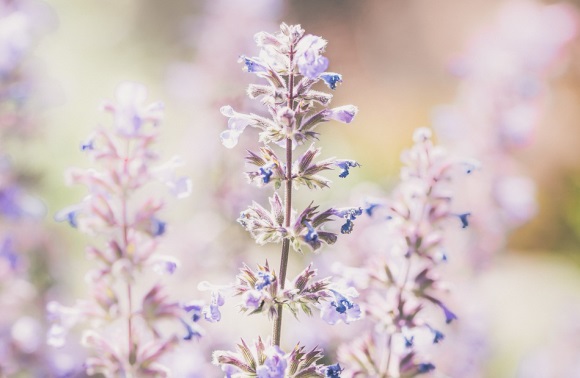 简单干净森系男生网名(精选562个)