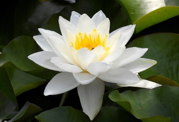 文艺高雅的微博名字(共206个)