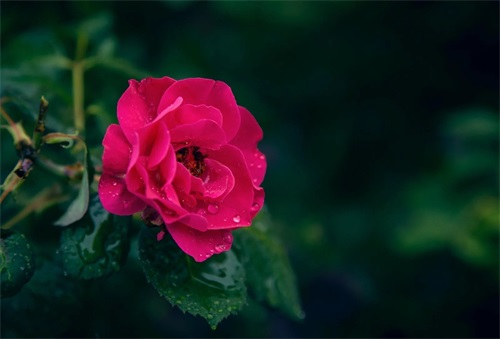 网名女生简单气质霸气高冷(共274个)