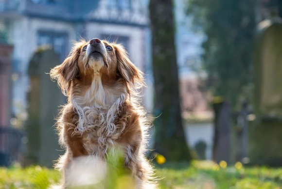 45岁女人的优雅微信网名(159个)