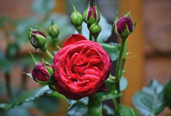 5字简单干净战队名字(优选324个)