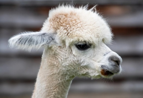 逍遥洒脱的网名