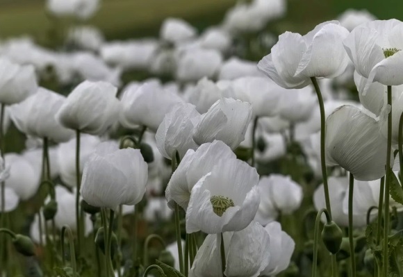 倩女幽魂可爱网名(237个)