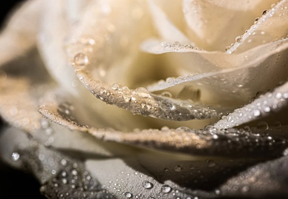 仙气飘飘又可爱的网名(优选236个)