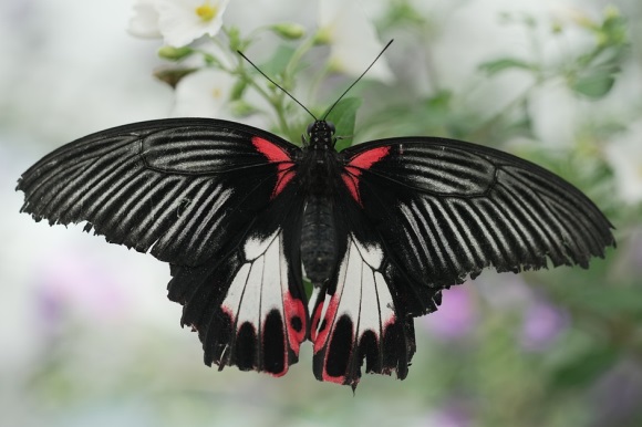 祝福祖国繁荣昌盛的话 祝福祖国繁荣昌盛的话50字