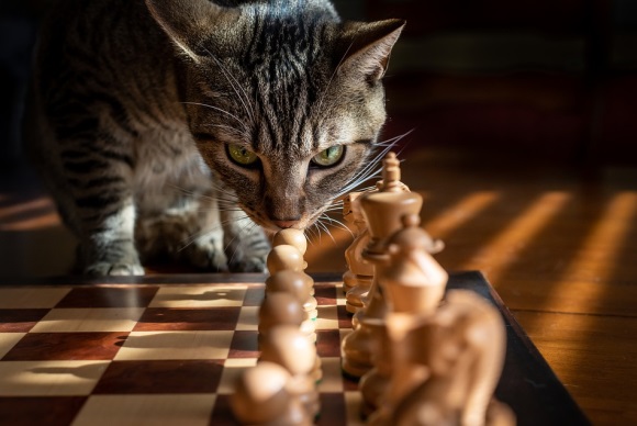 2024英语网名大全(精选288个)