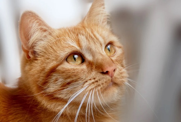 比较妩媚的网名(314个)