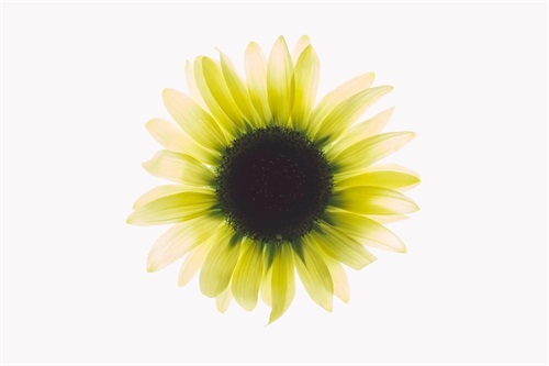 描写树的好词好句（精选）