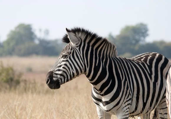 时尚小清新的繁体网名(271个)