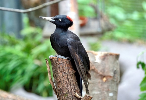 不易撞的趣味昵称大全(共312个)