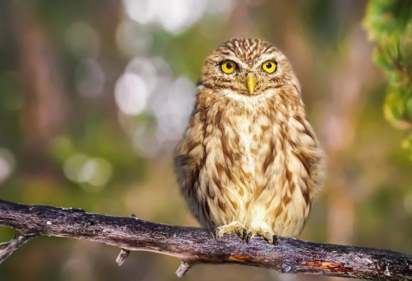 简单又好听的个性网名精选(共311个)