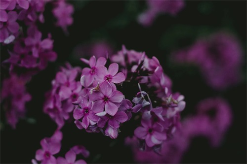 抖音最火的生日祝福文案(精选89句)