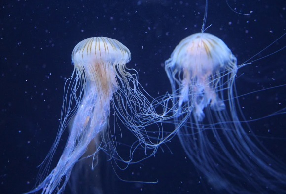 2024繁体字网名大全(精选270个)