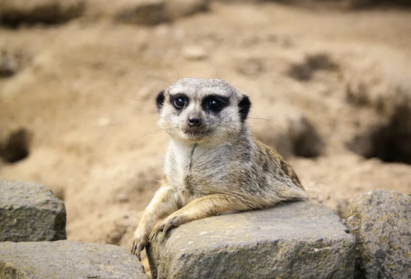 形容人虚伪的句子