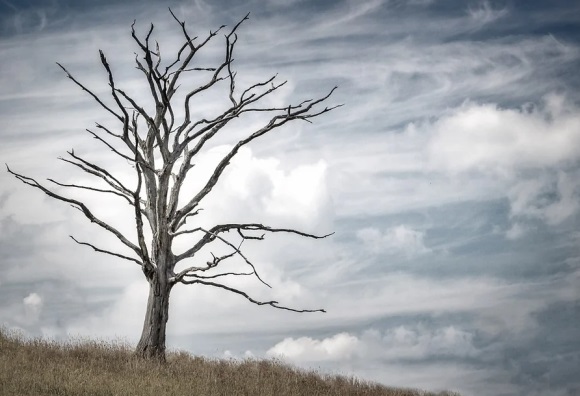 2024抖音最火结婚句子(精选53句)