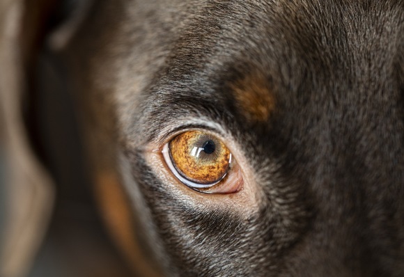 笑傲江湖ol好听的名字(精选210个)