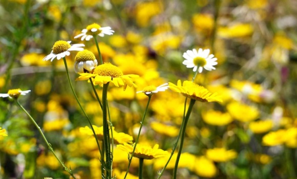 网名最新版的女生符号大全(167个)