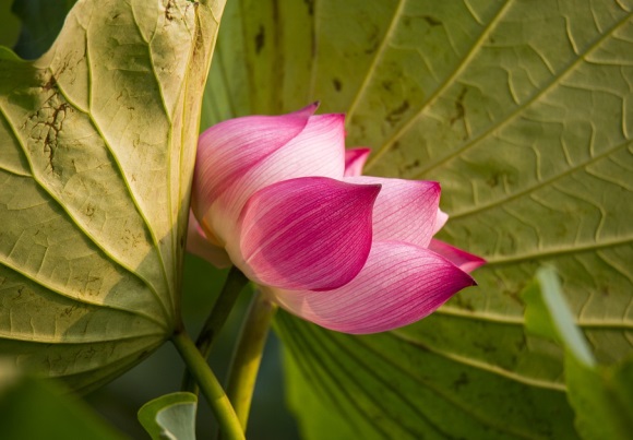 优美的英文句子精选35条