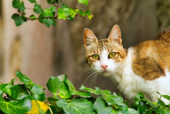 感恩回馈的句子摘录27句