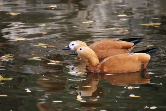 宝贝成长的句子精选