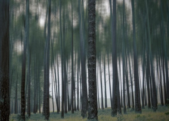 关于端午节的优美句子62句