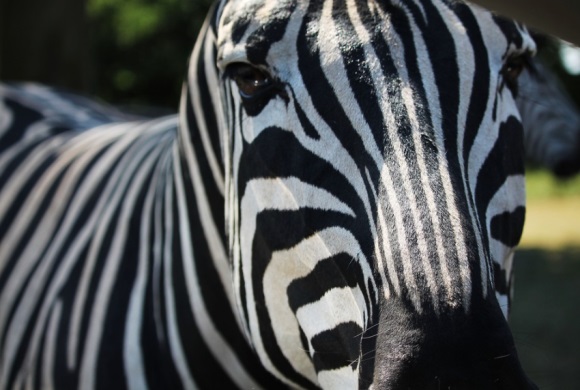 形容美丽草原的句子收藏42条