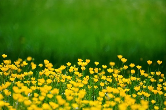 描写笑容的句子有哪些通用60句