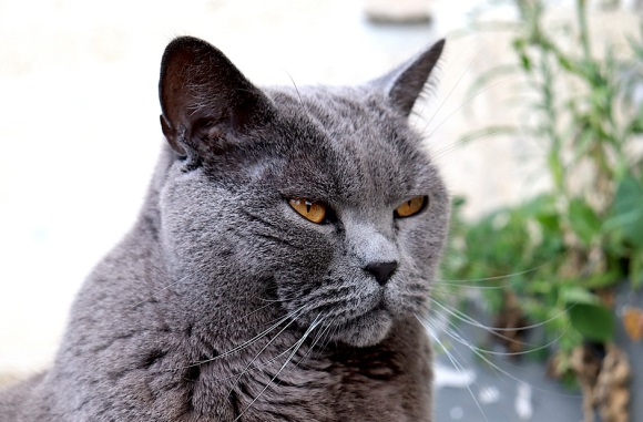 感恩公司的句子44句