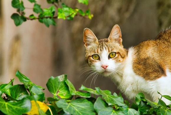 描写春风的句子短句唯美收藏20条