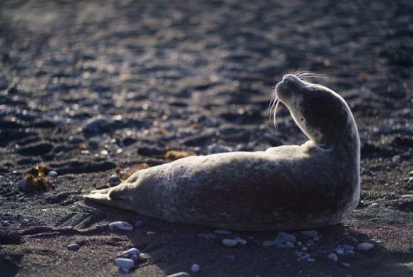 祝新人新婚快乐百年好合的句子集合四十句