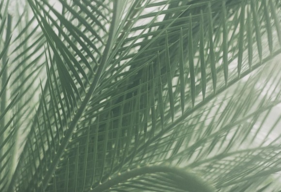 形容樱花惊艳美丽的句子汇总(49条)