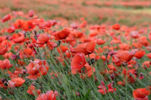 春天的风句子精选60句