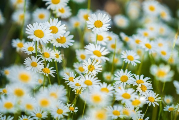 关于梦的简短唯美句子32句