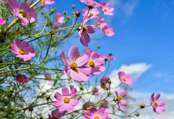 跑跑卡丁车英文名字(优选121个)