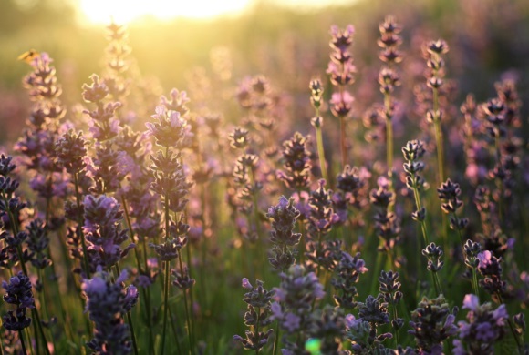 妖神记妖兽名字大全(共192个)