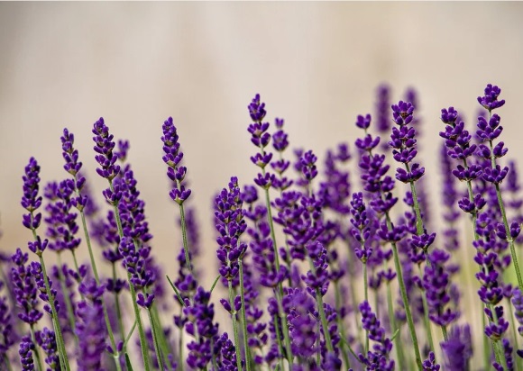 篮球个性英文网名(136个)