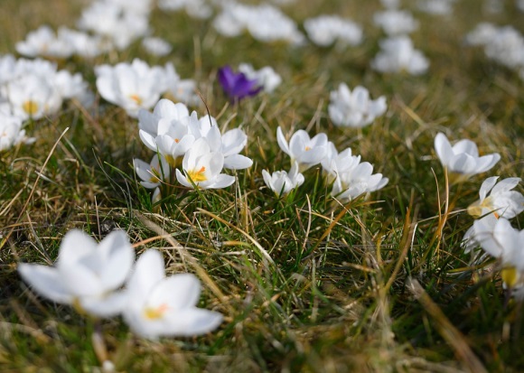 梦幻西游网名情侣名字(精选71个)