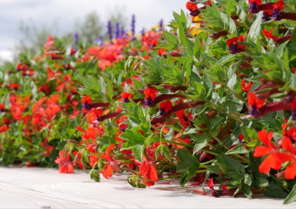 成熟单身男生网名大全(精选136个)